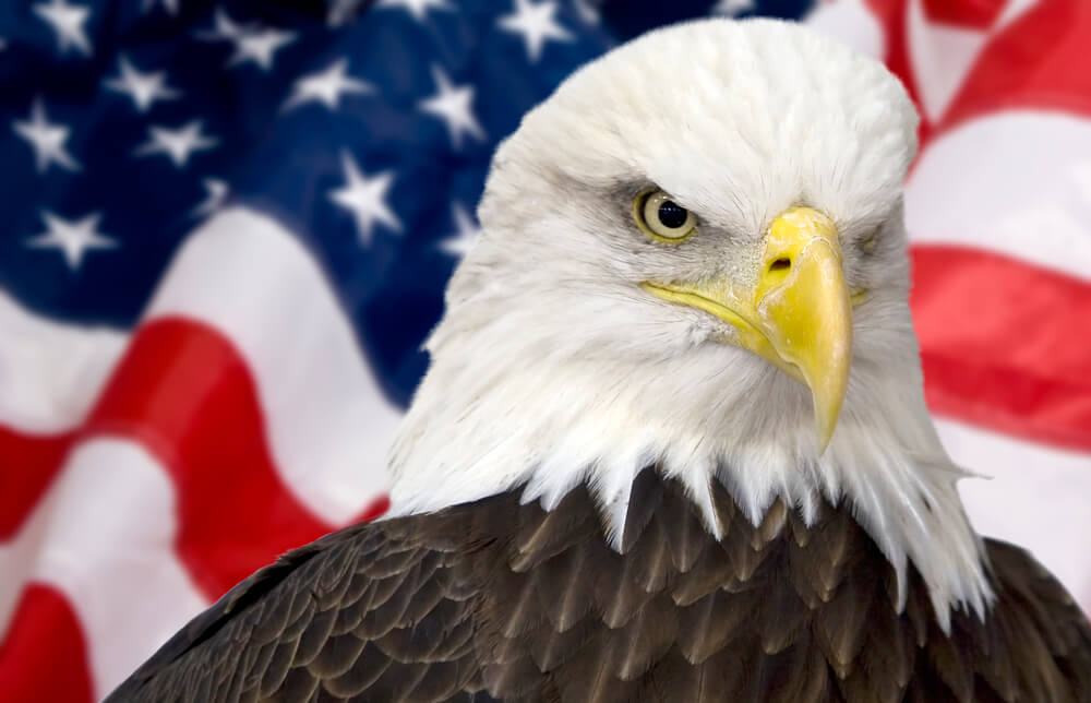 Bald Eagles Symbol Of Strength Sacred Culture Usa Emblem Ls