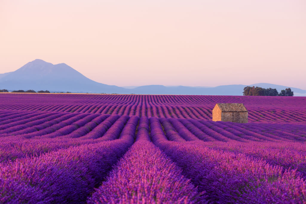 Beautiful iconic old small French rural house in blooming lavender fields in Provence at sunrise.