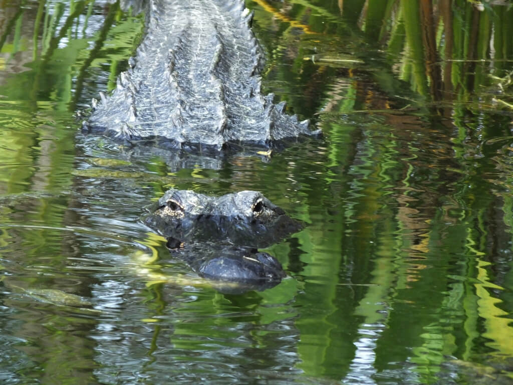 American Alligator in the wetlands.