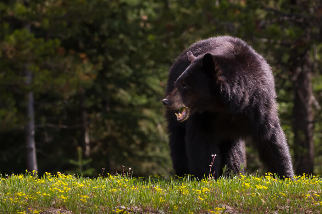 This large female black bear grazes on a hillside near Jackson Lake in Grand Teton National Park.