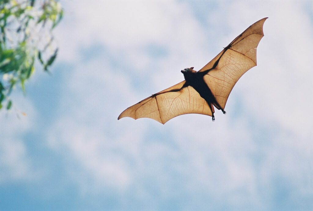 Fruit bat in flight