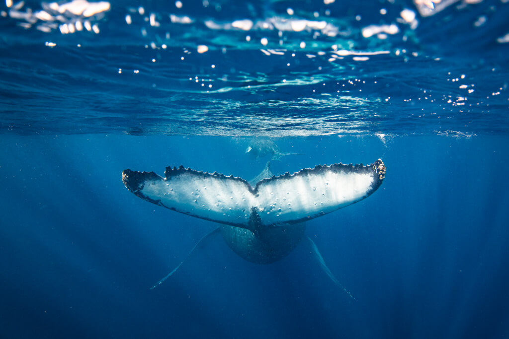 Humpback whale with calf swimming off into the deep blue Pacific Ocean. Photographed off the tropical island of Vava’u, Kingdom of Tonga.