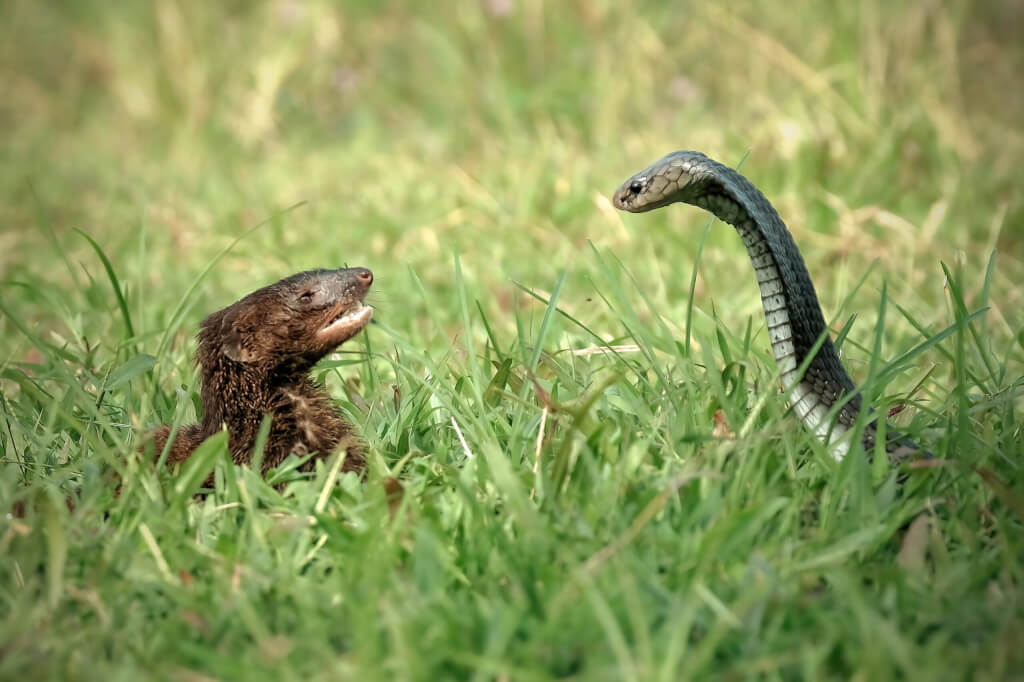 Javan Mongoose or Small asian mongoose (Herpestes javanicus) fighting with Javanese cobra on the green grass at west Java